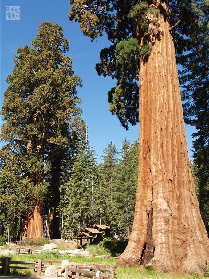 Sequoia NP